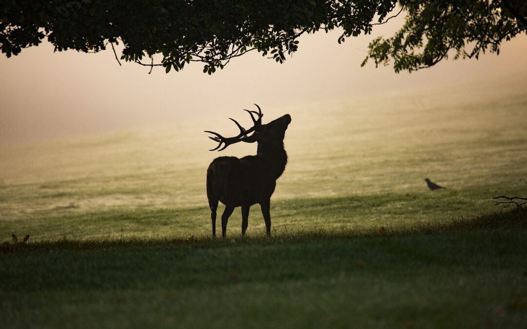 brame du cerf