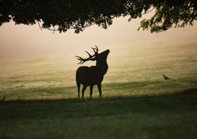 brame du cerf